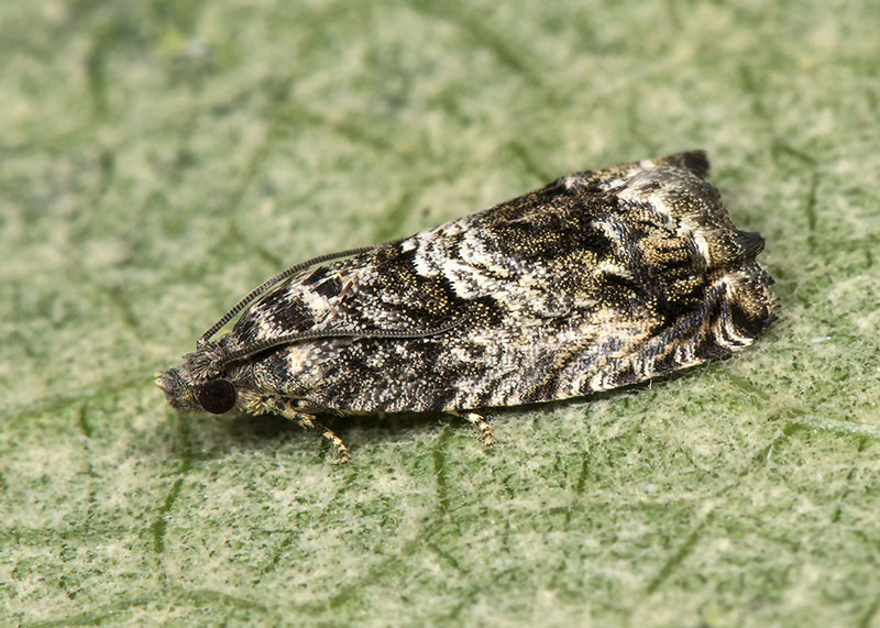 Tortricidae, genere Cydia
